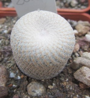 Epithelantha <br>bokei