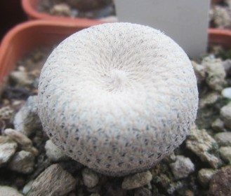 Epithelantha bokei