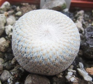 Epithelantha bokei