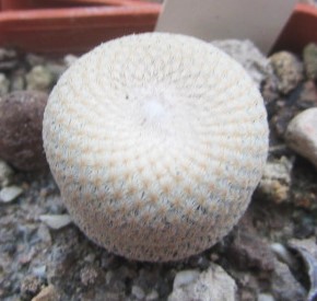 Epithelantha <br>bokei