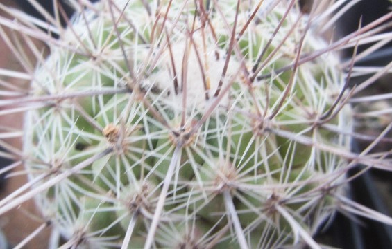 Thelocactus conothelos aureiflorus 