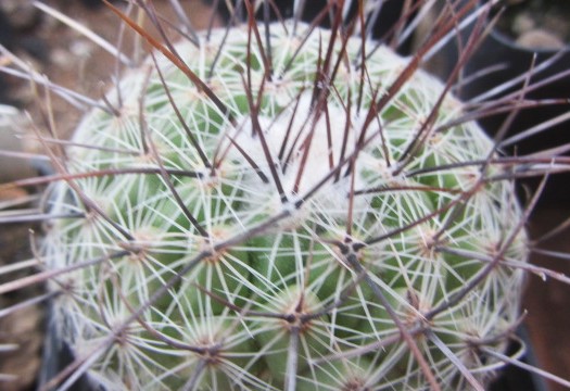 Thelocactus conothelos aureiflorus 