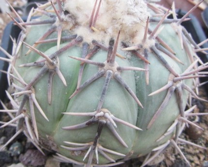 Echinocactus horizonthalonius