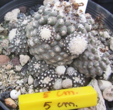 Copiapoa <br>tenuissima mostrosa clone d