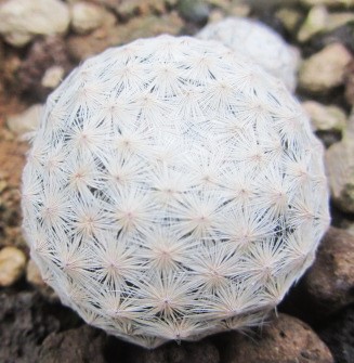 Mammillaria <br>herrerae