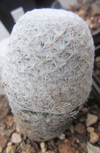 Mammillaria <br>herrerae