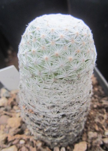 Mammillaria <br>herrerae