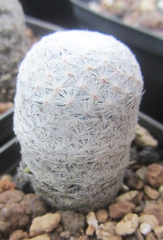 Mammillaria <br>herrerae