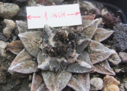 Ariocarpus <br>cv f1 kotschoubeyanus elep. x retusus