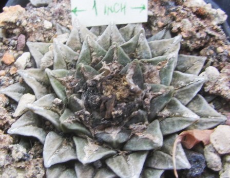 Ariocarpus <br>cv f1 kotschoubeyanus elep. x furfuraceus