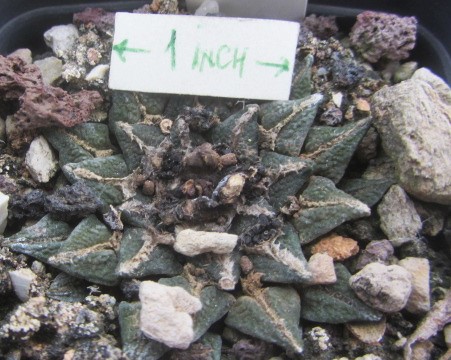 Ariocarpus f1 lloydii x kotschoubeyanus eleph