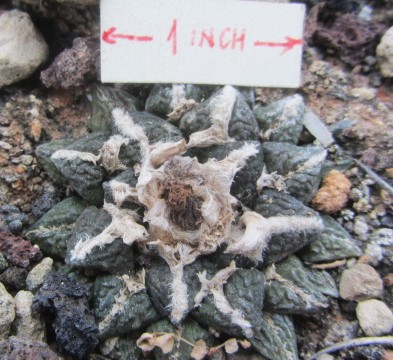 Ariocarpus <br>f1 lloydii x kotscoubeyanus eleph