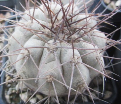 Copiapoa haseltoniana