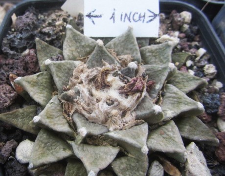 Ariocarpus <br>f2 kotschoubeyanus x retusus 