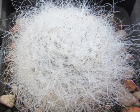 Mammillaria hahniana 