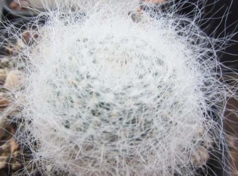 Mammillaria hahniana 