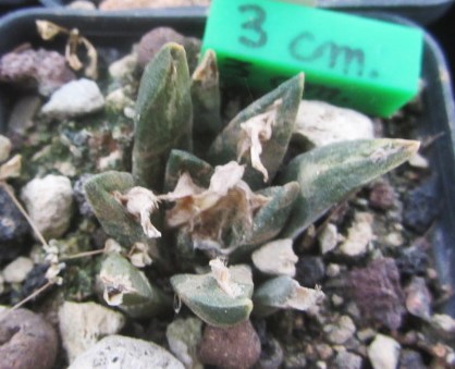 Ariocarpus <br>f2 fissuratus x agavoides