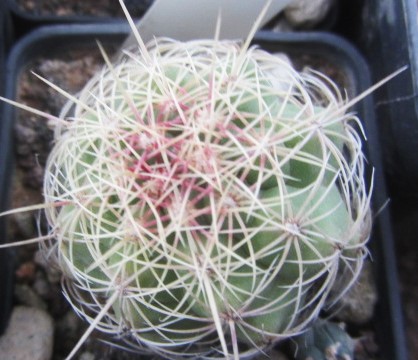 Thelocactus <br>bicolor