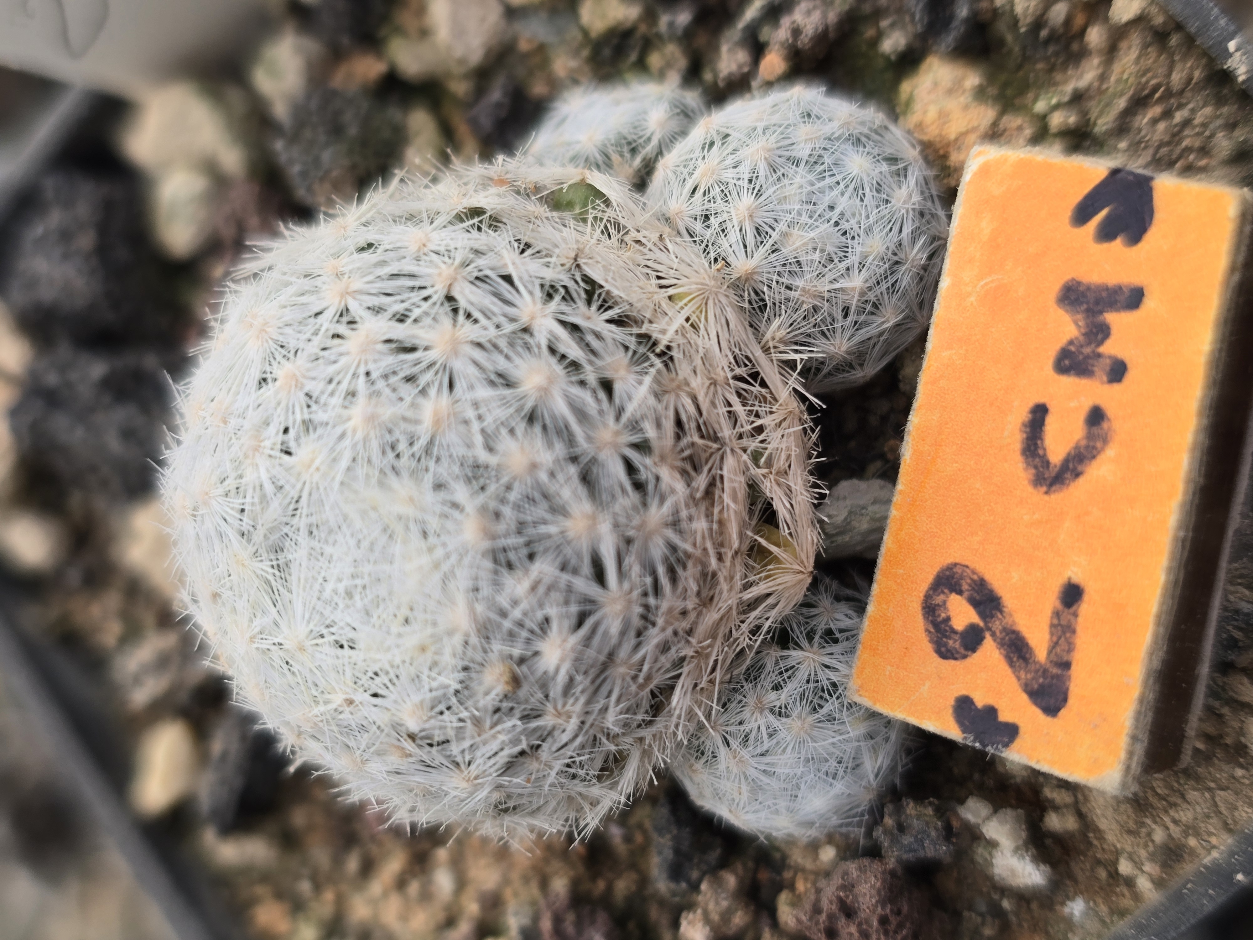 Mammillaria <br>humboldtii