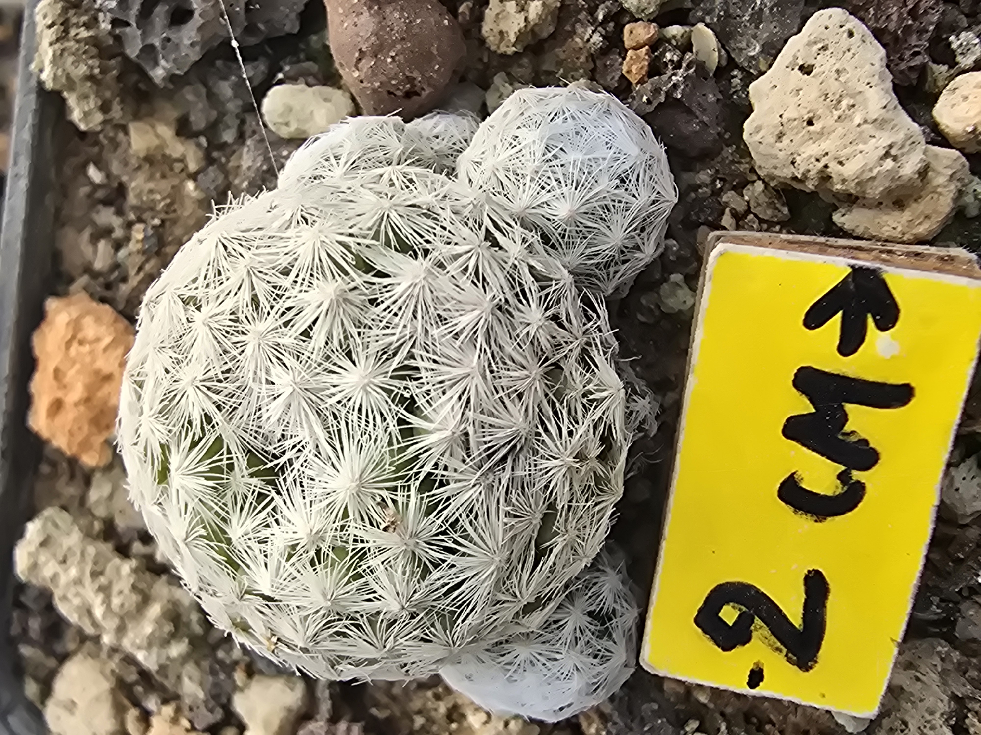 Mammillaria <br>humboldtii