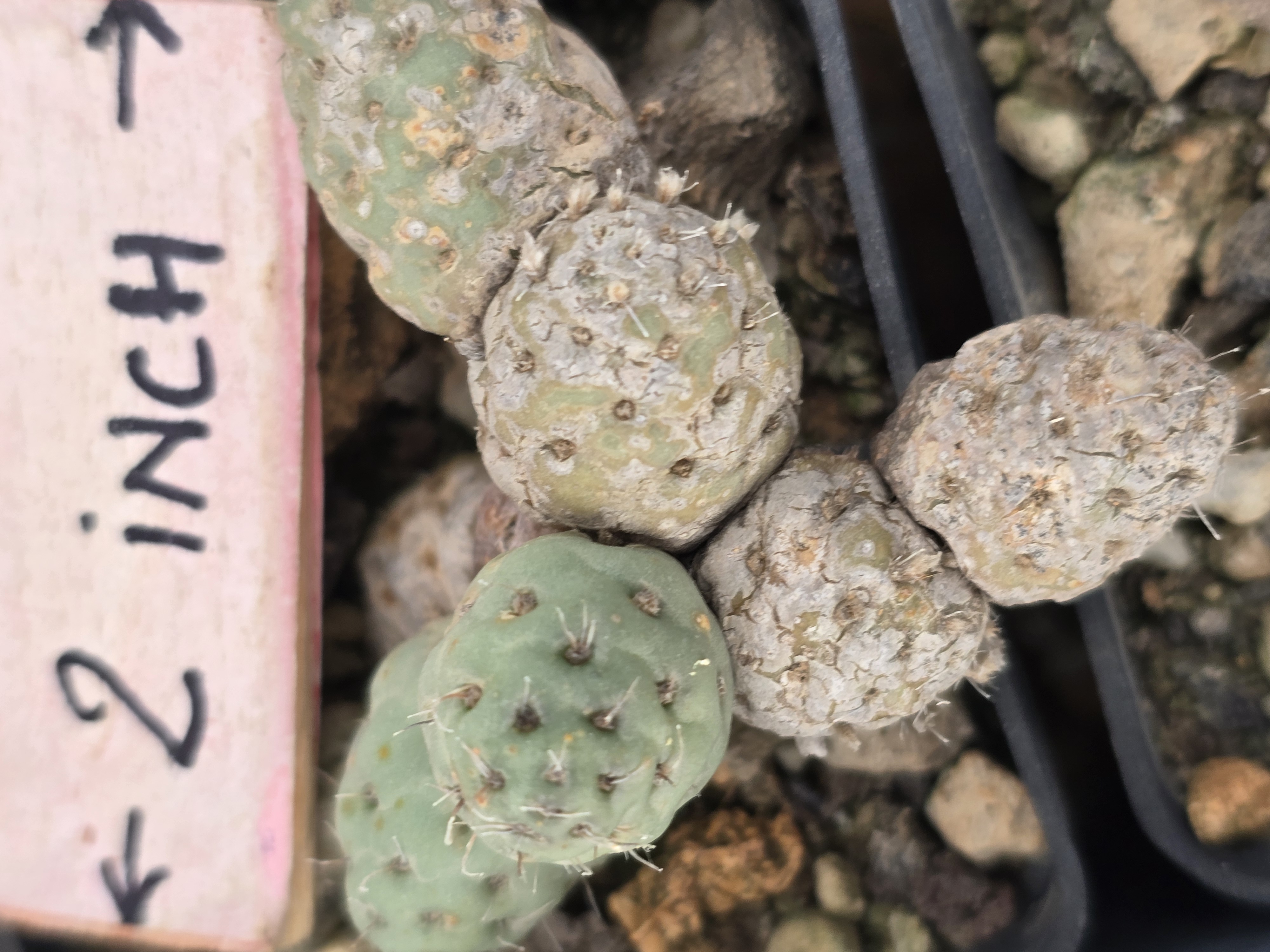 Tephrocactus mandragora