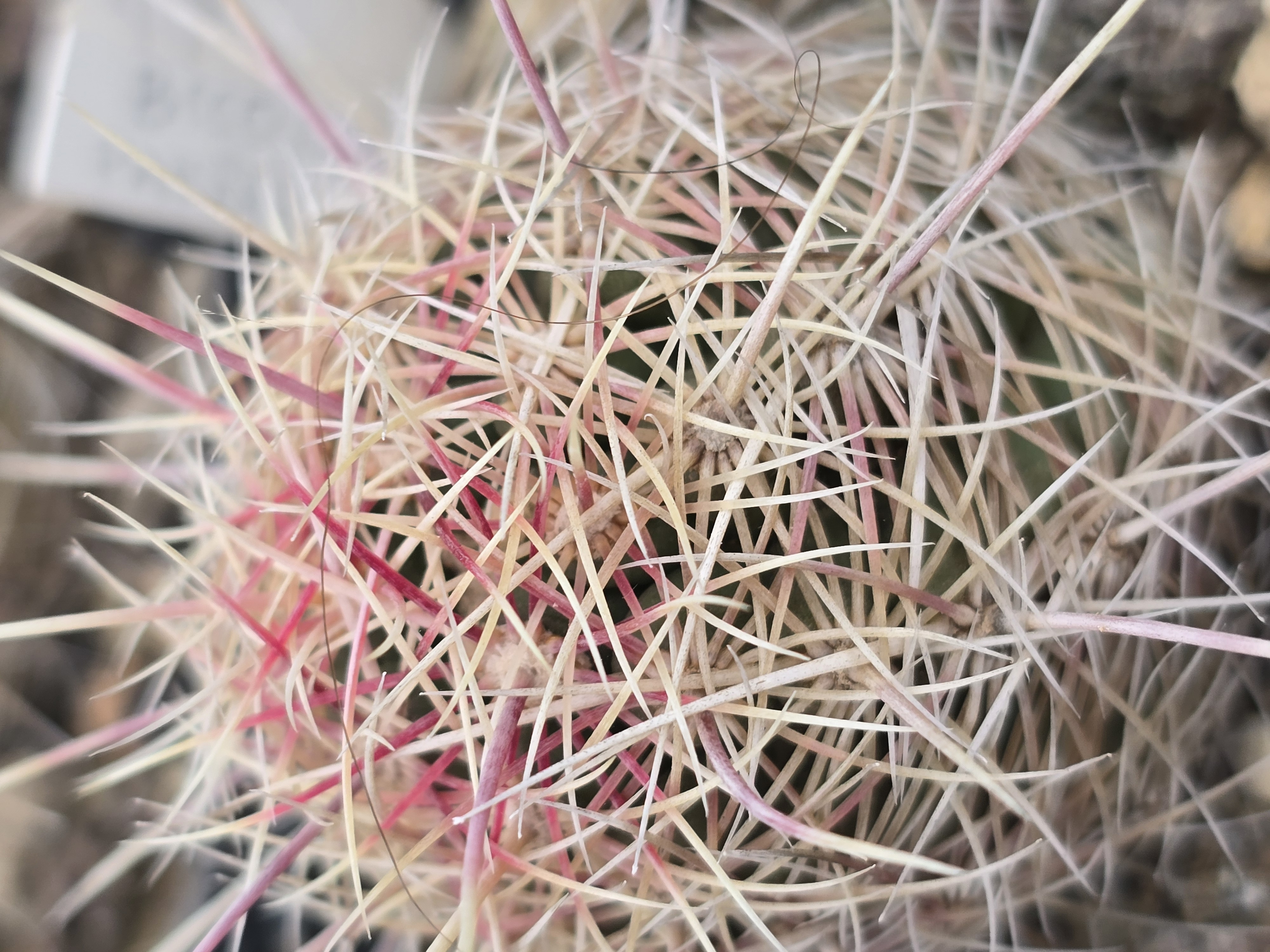 Thelocactus bicolor