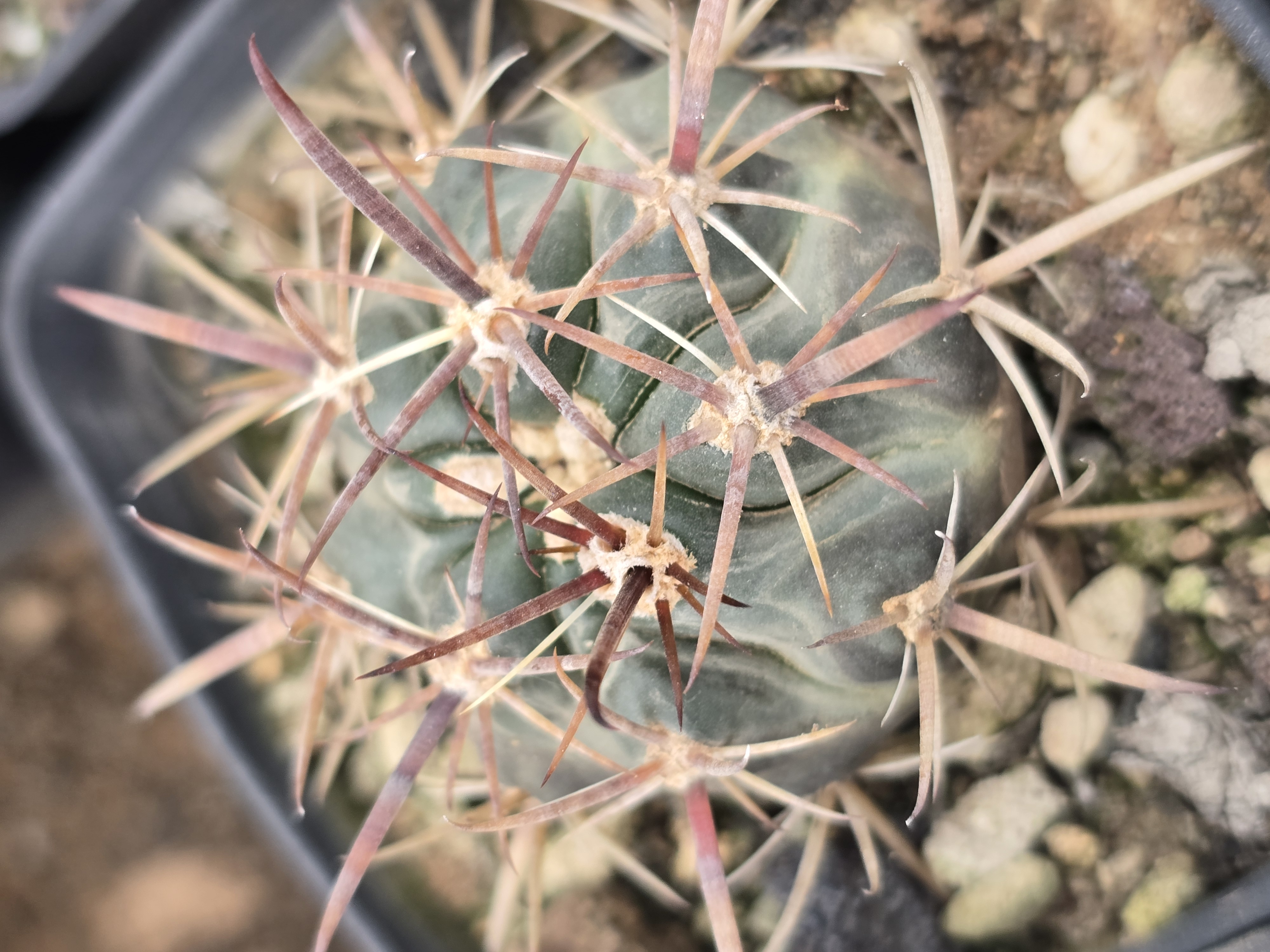 Ferocactus fordii fma