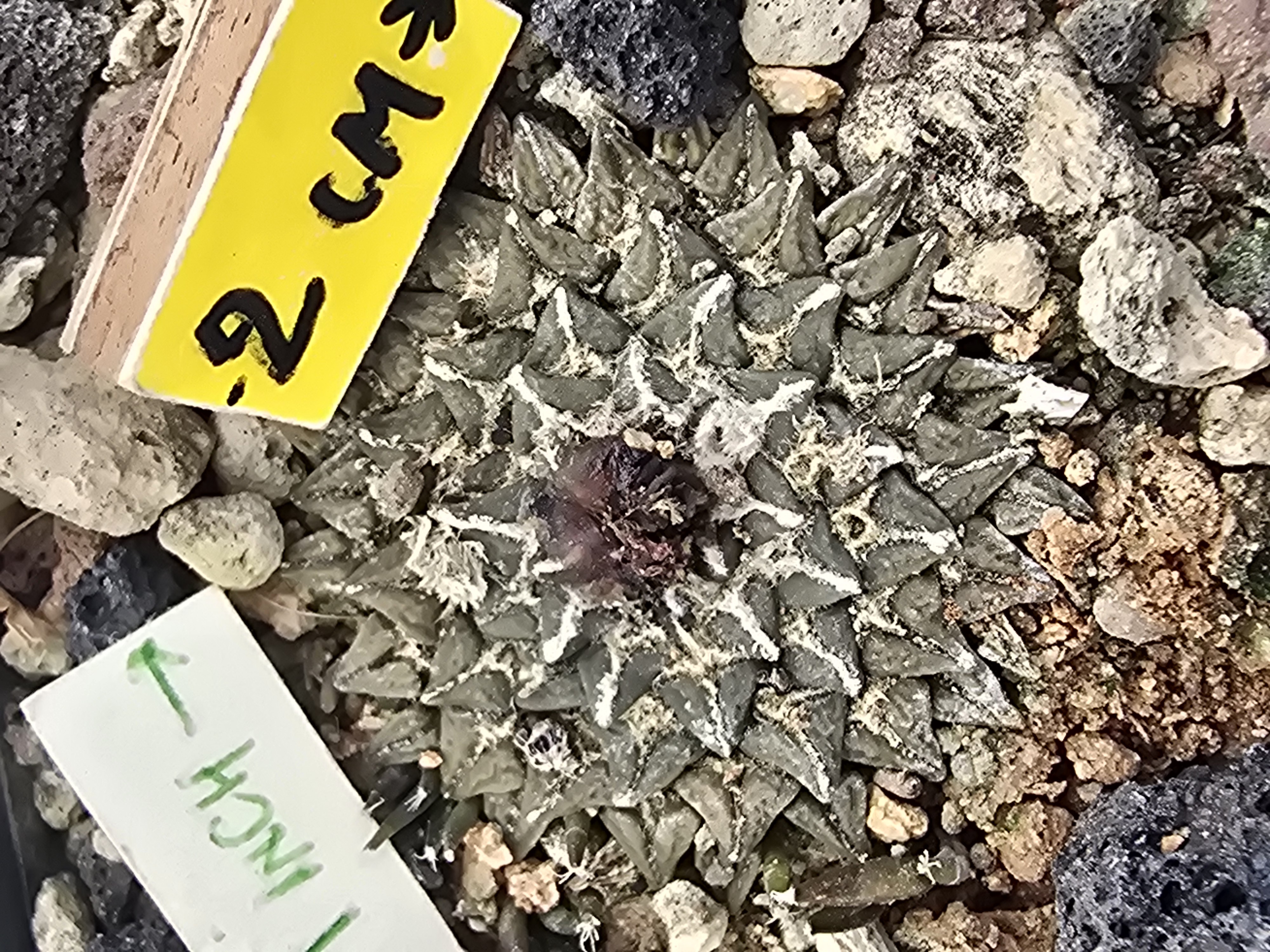 Ariocarpus kotschoubeyanus