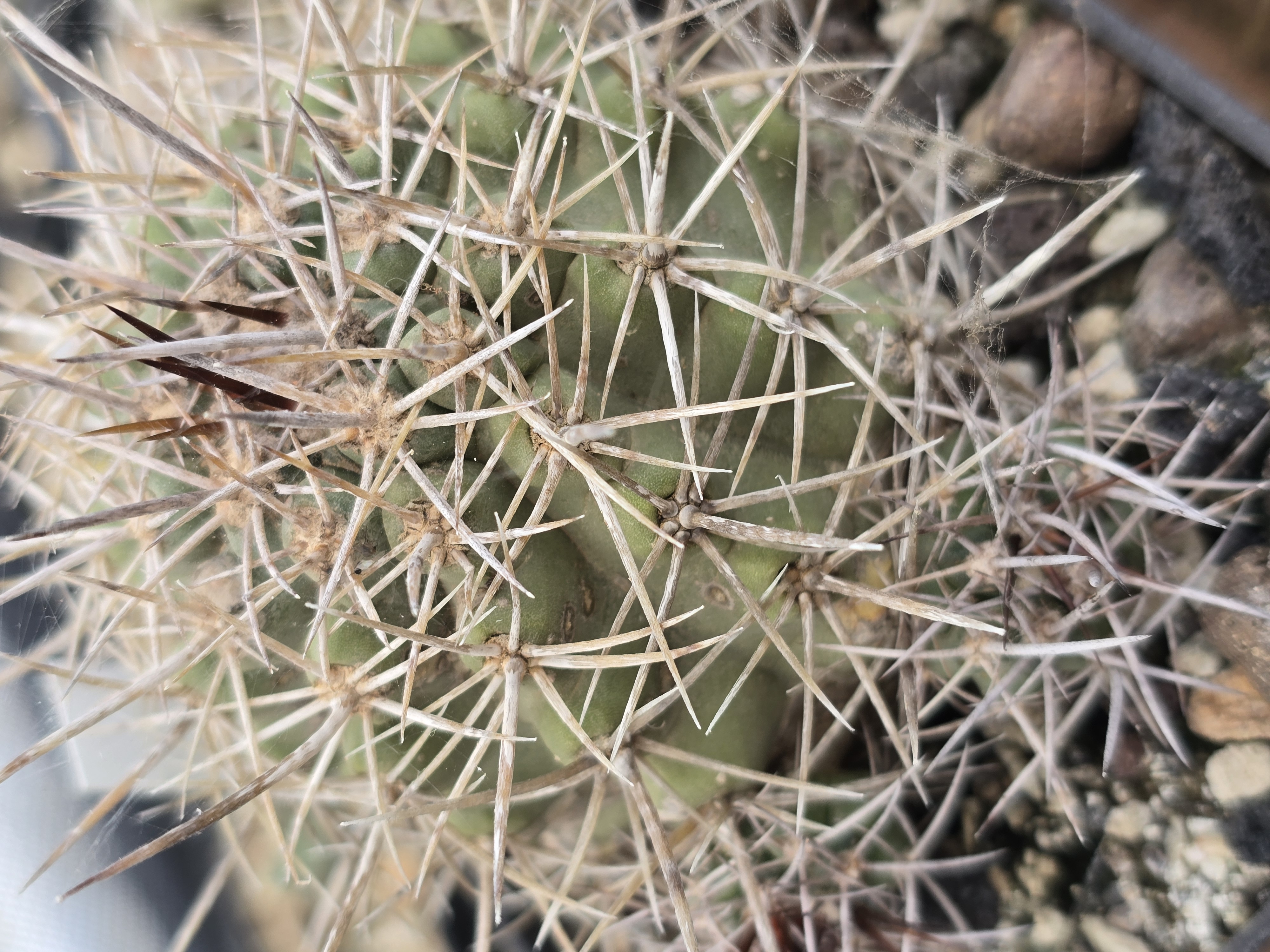 Copiapoa coquimbana