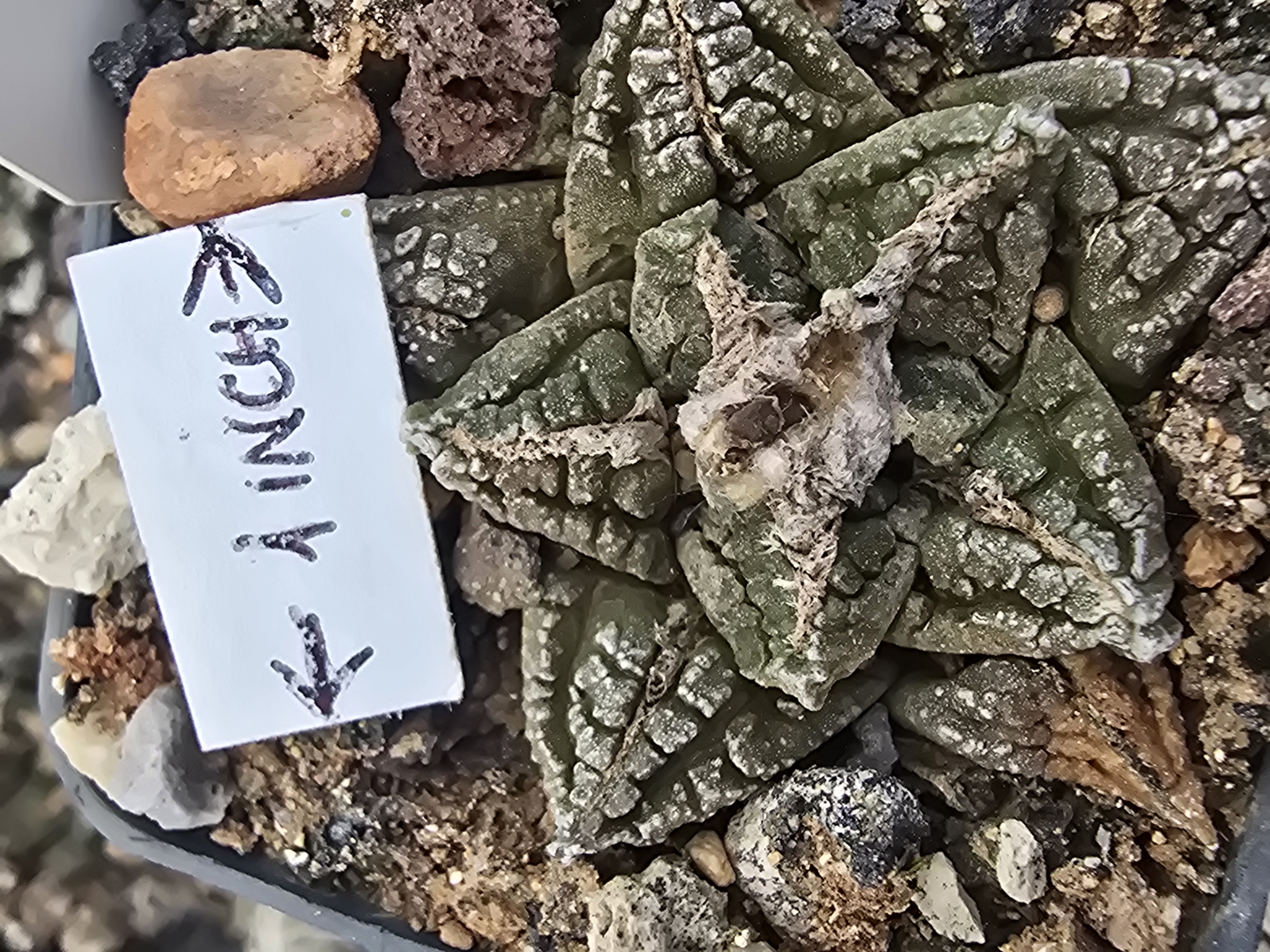 Ariocarpus fissuratus