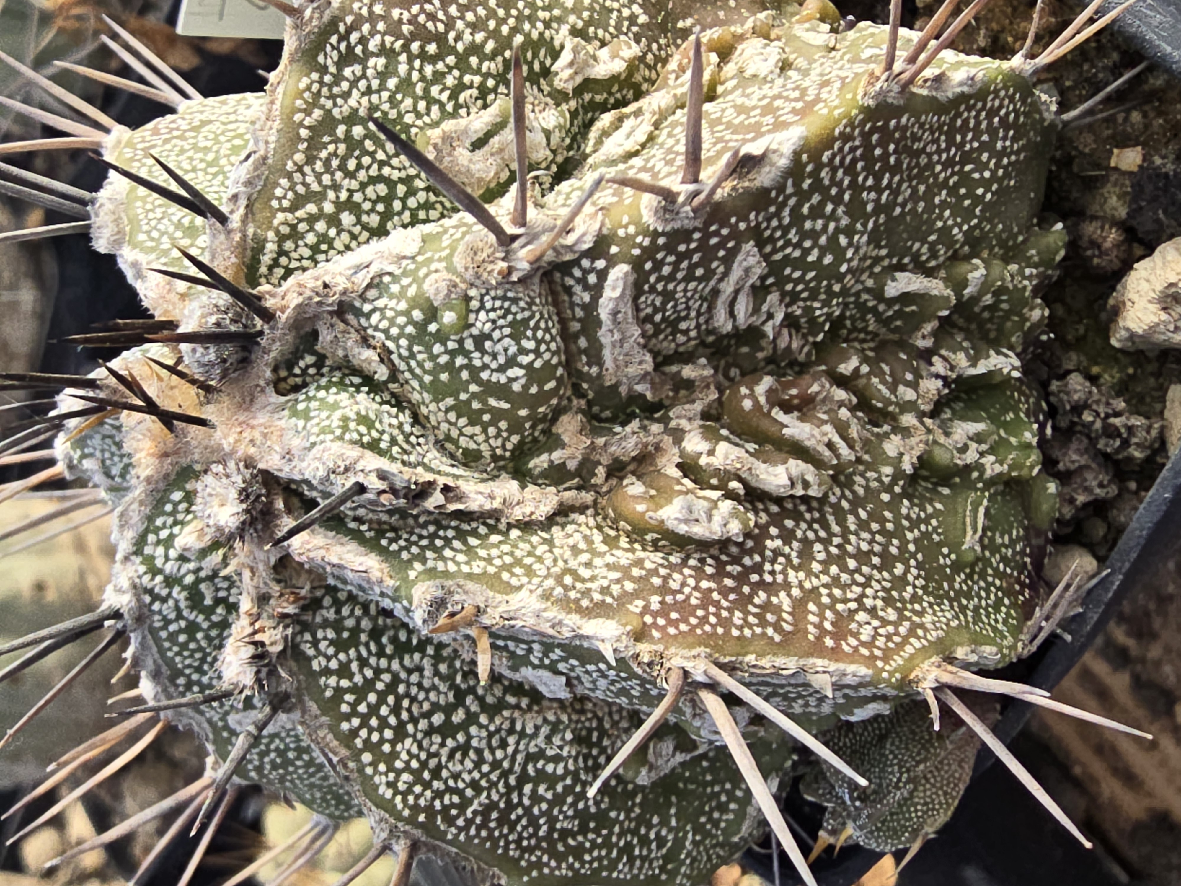 Astrophytum ornatum cv fukuryu 