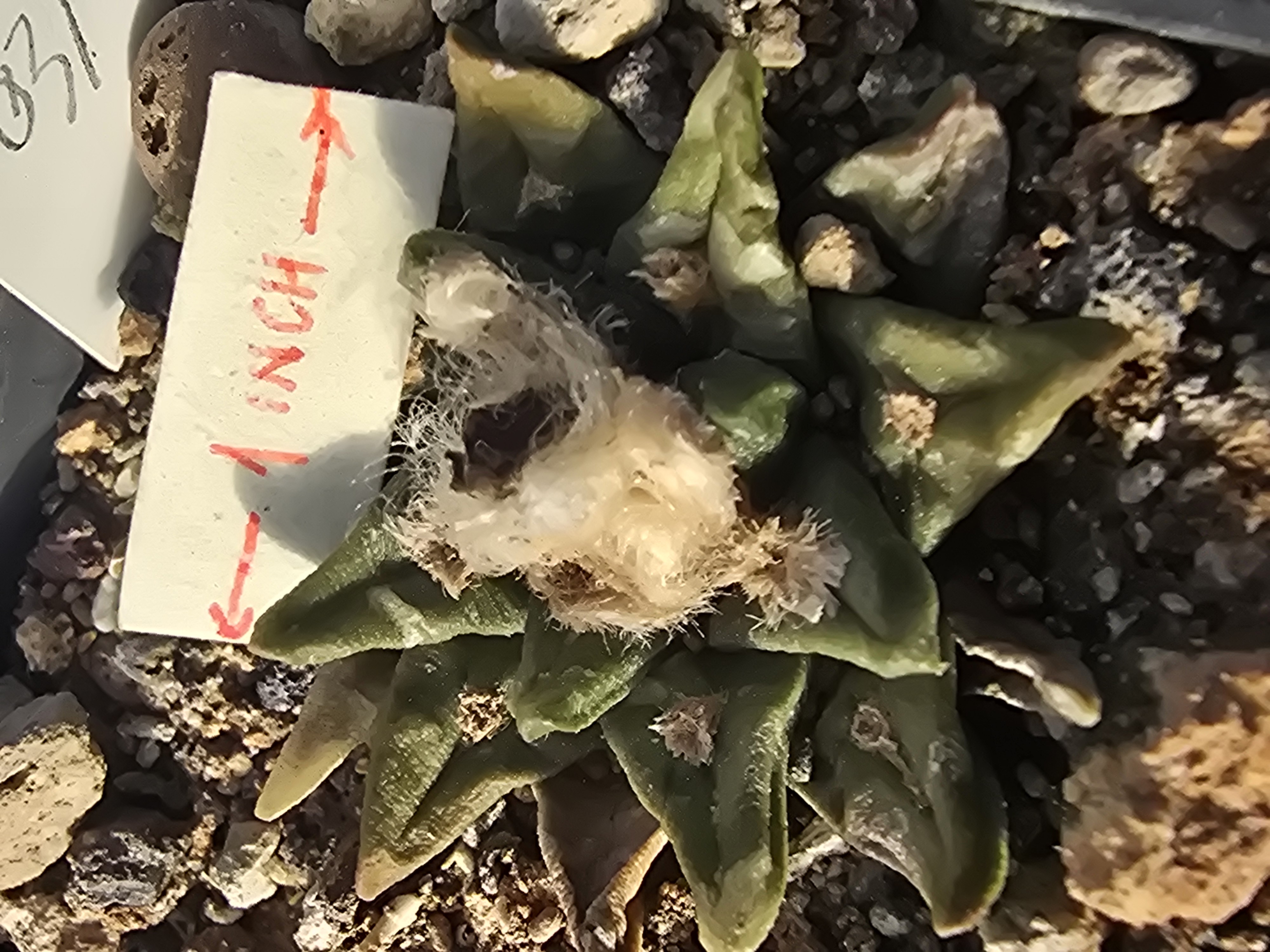 Ariocarpus <br>cv f3 kotschoubeyanus x ret x furf