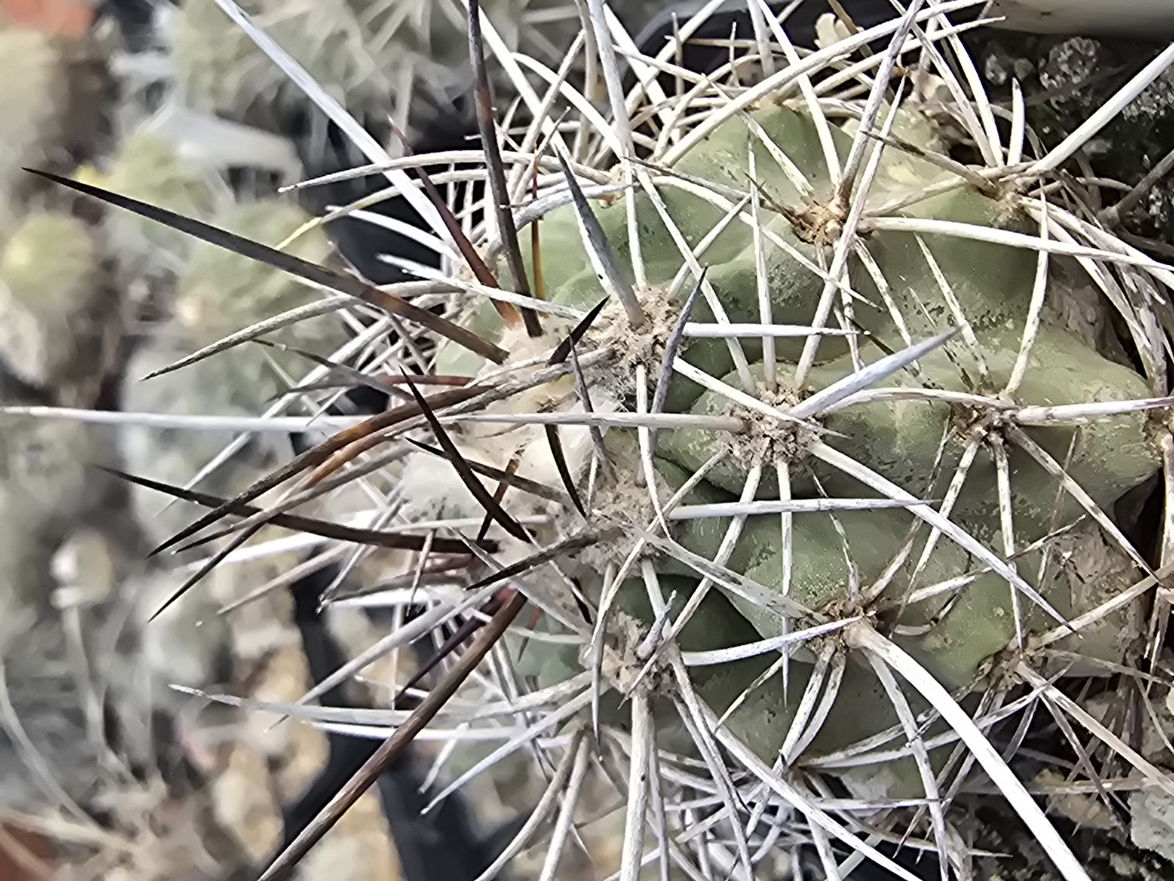 Copiapoa <br>coquimbana