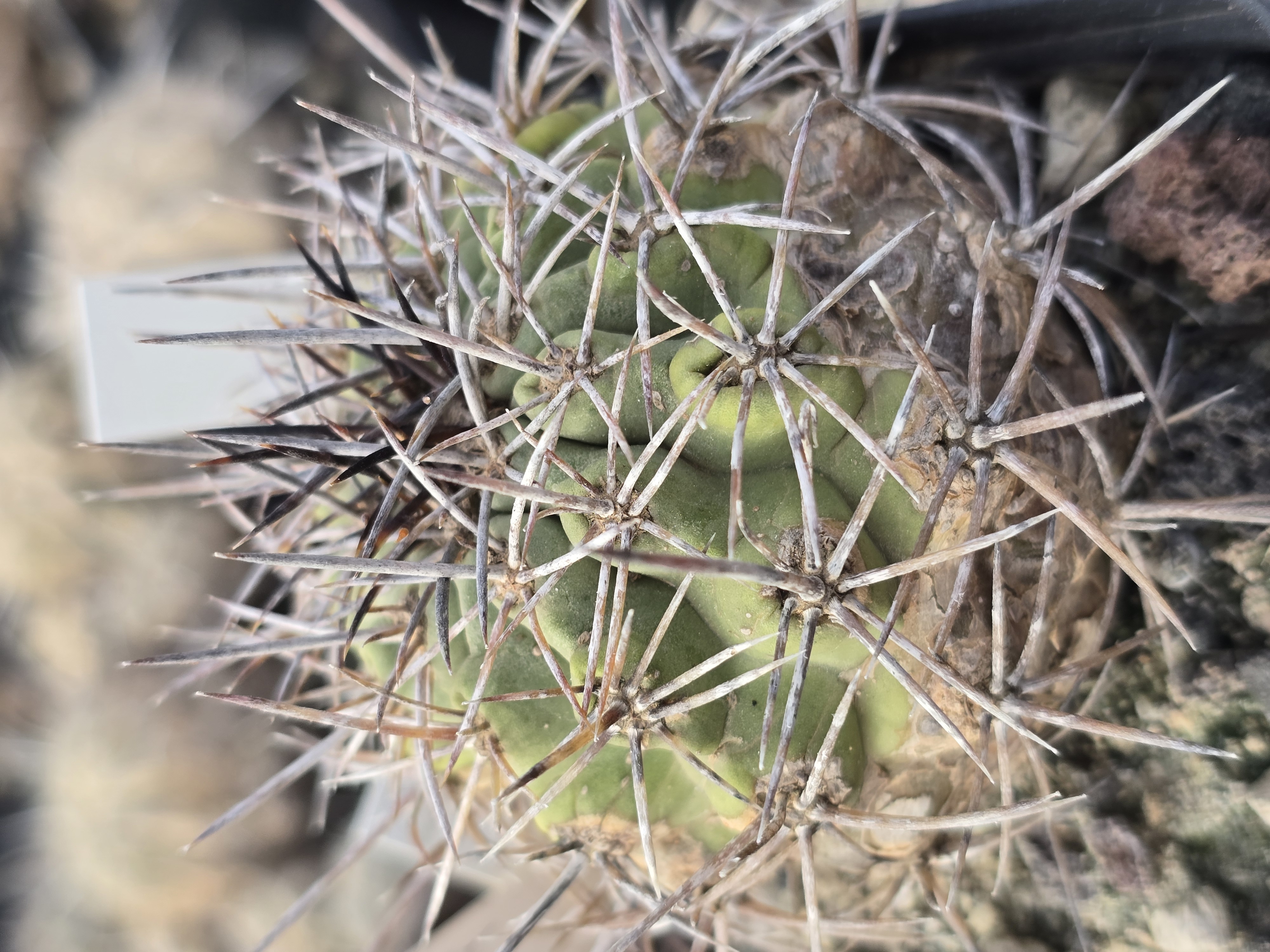 Copiapoa <br>coquimbana 