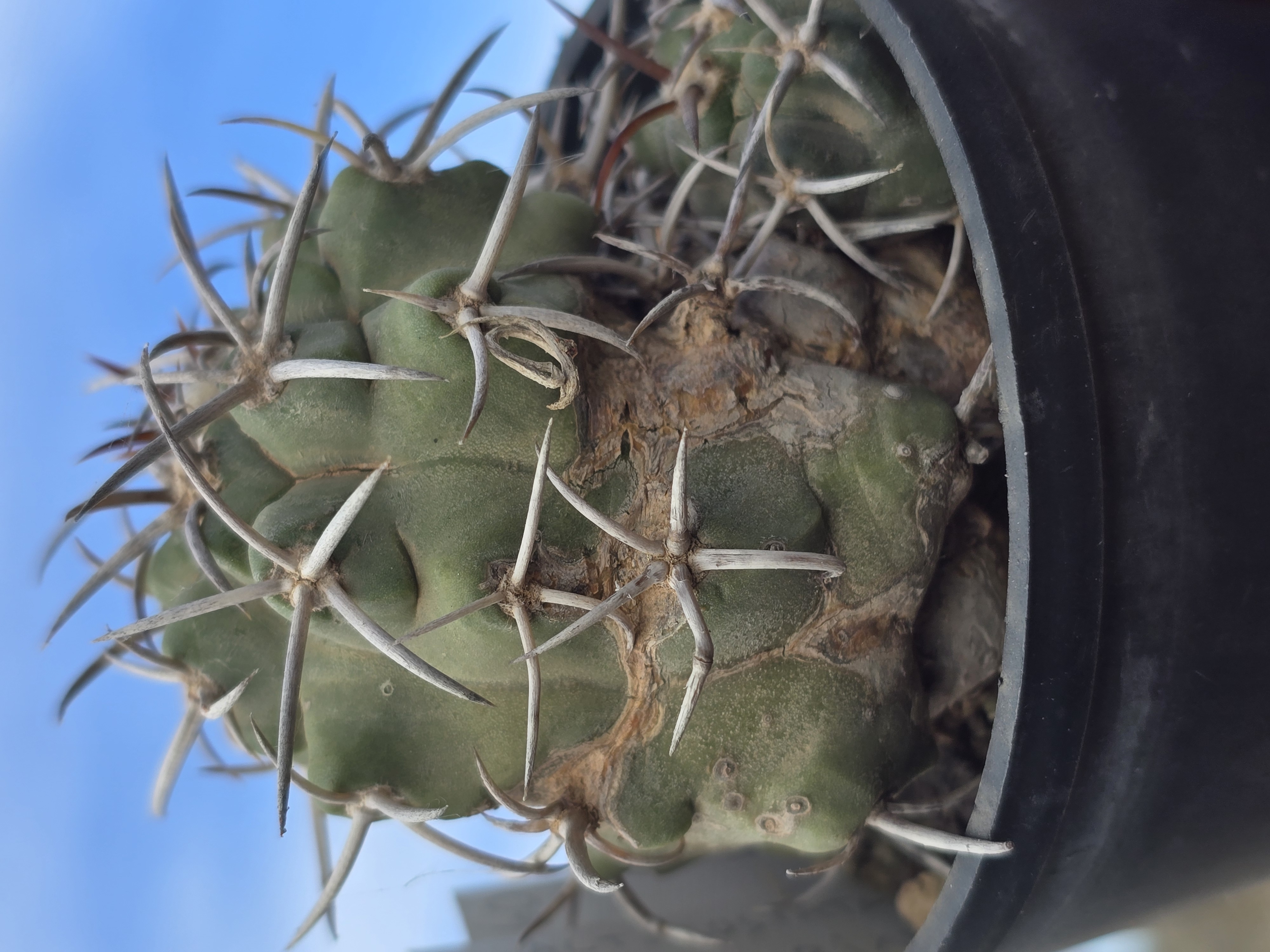 Copiapoa coquimbana alticostata