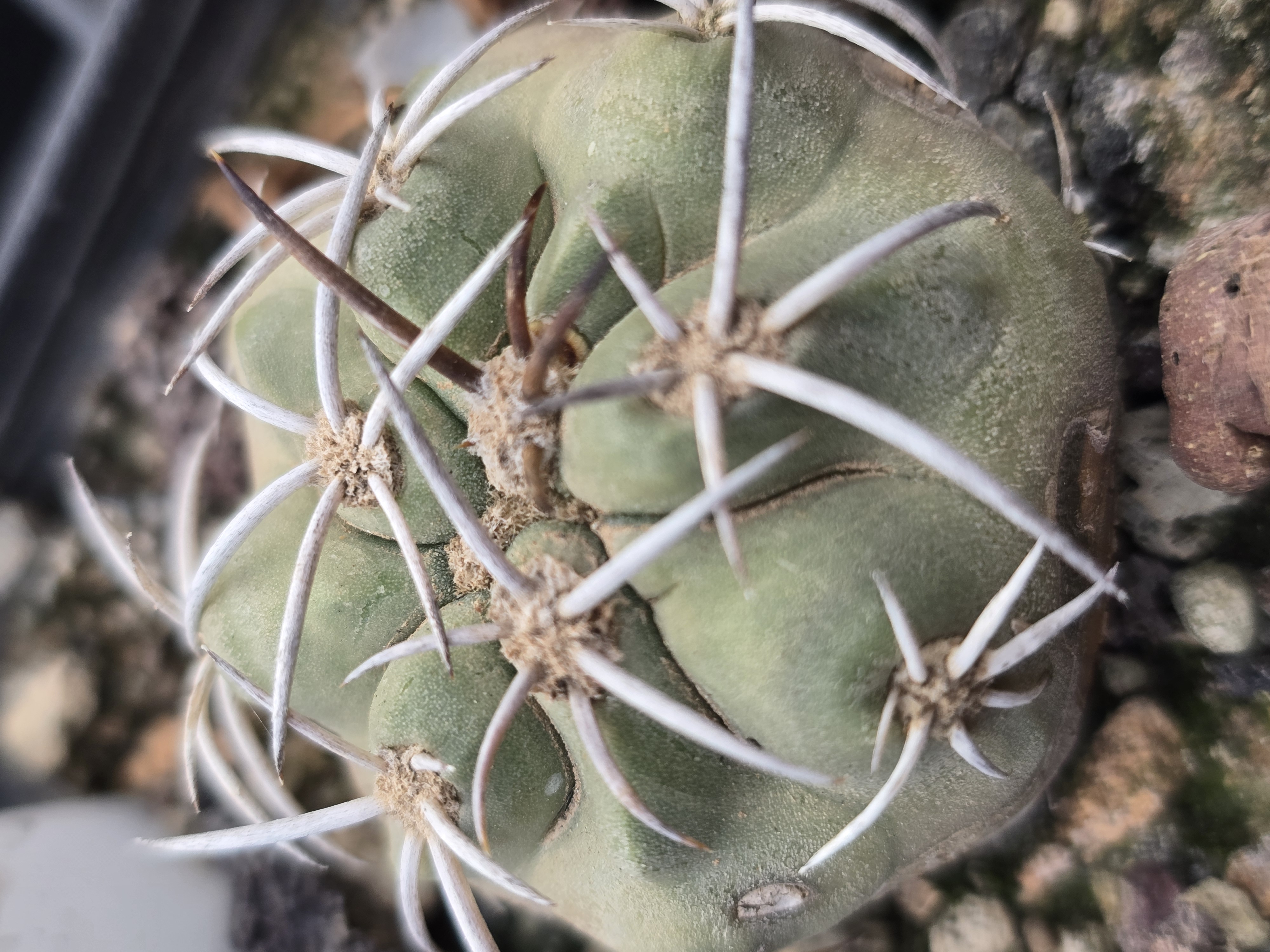 Copiapoa coquimbana vallenarensis?