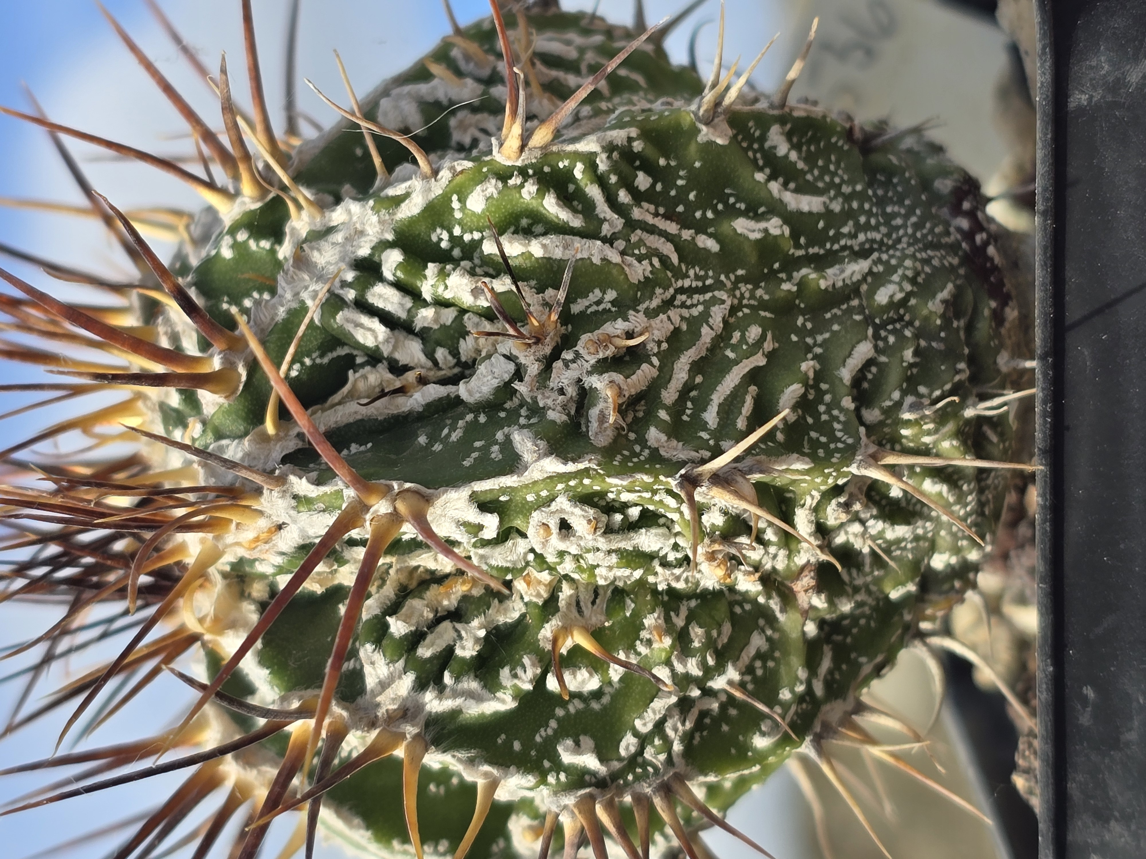 Astrophytum <br>ornatum cv fukuryu 