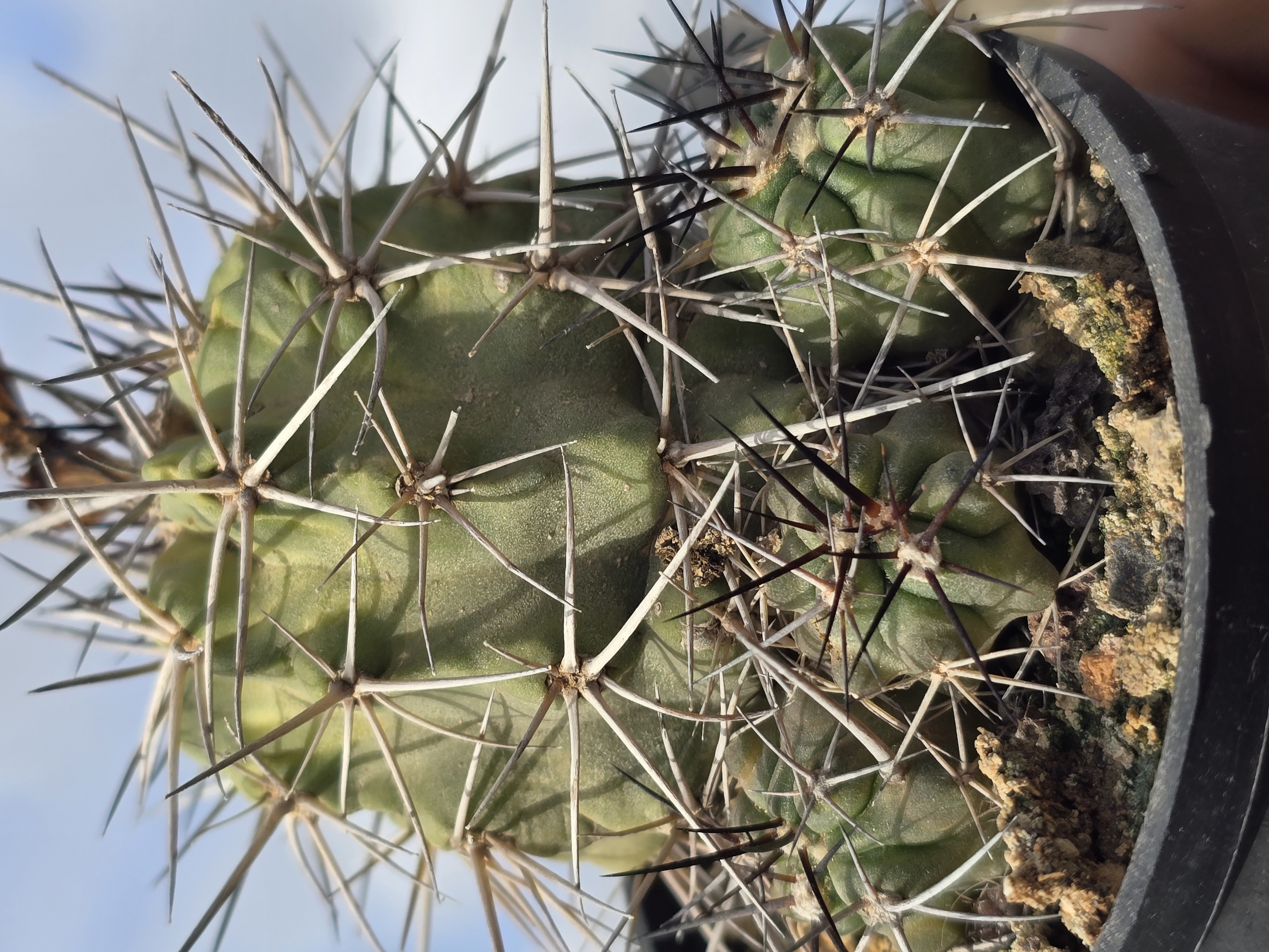 Copiapoa coquimbana vallenarensis