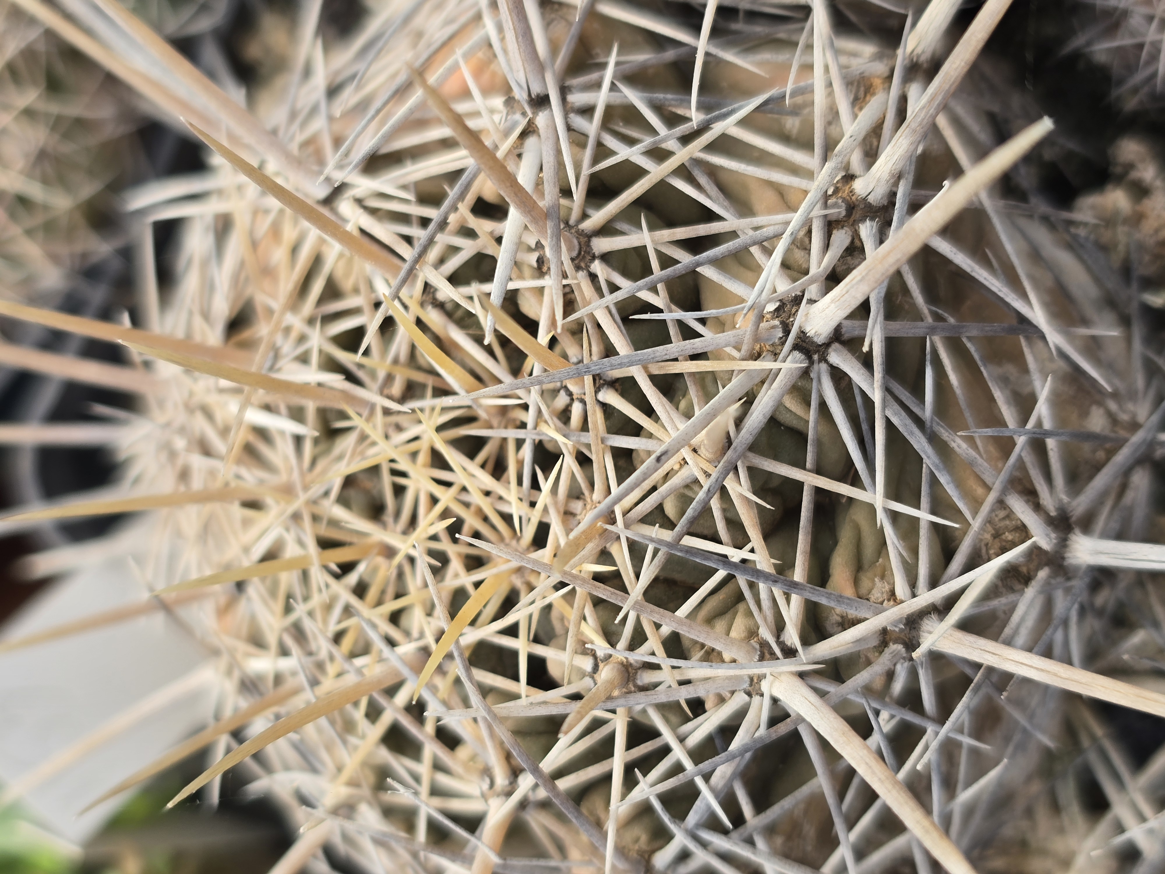 Thelocactus <br>cv bicolor