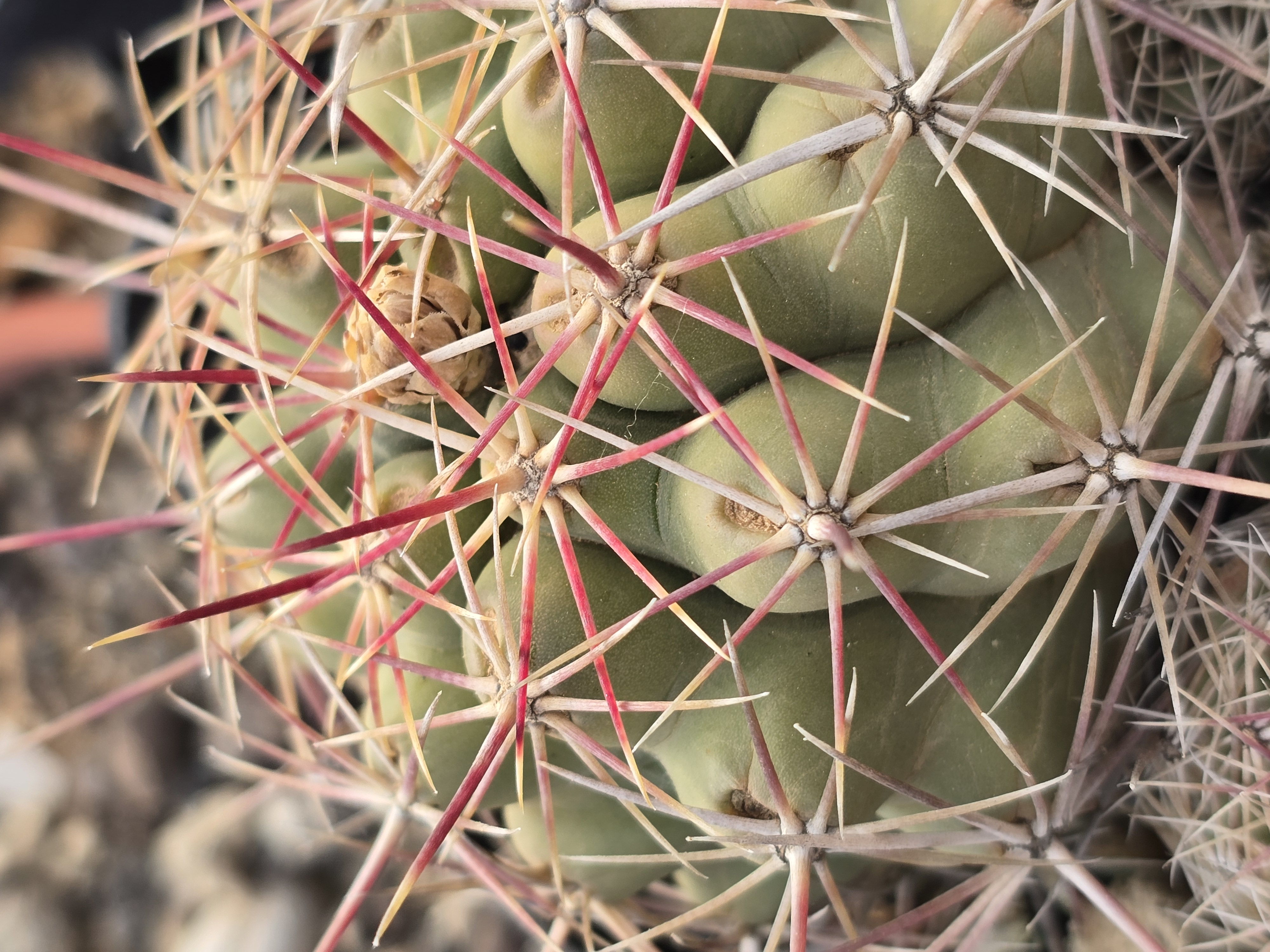 Thelocactus cv bicolor