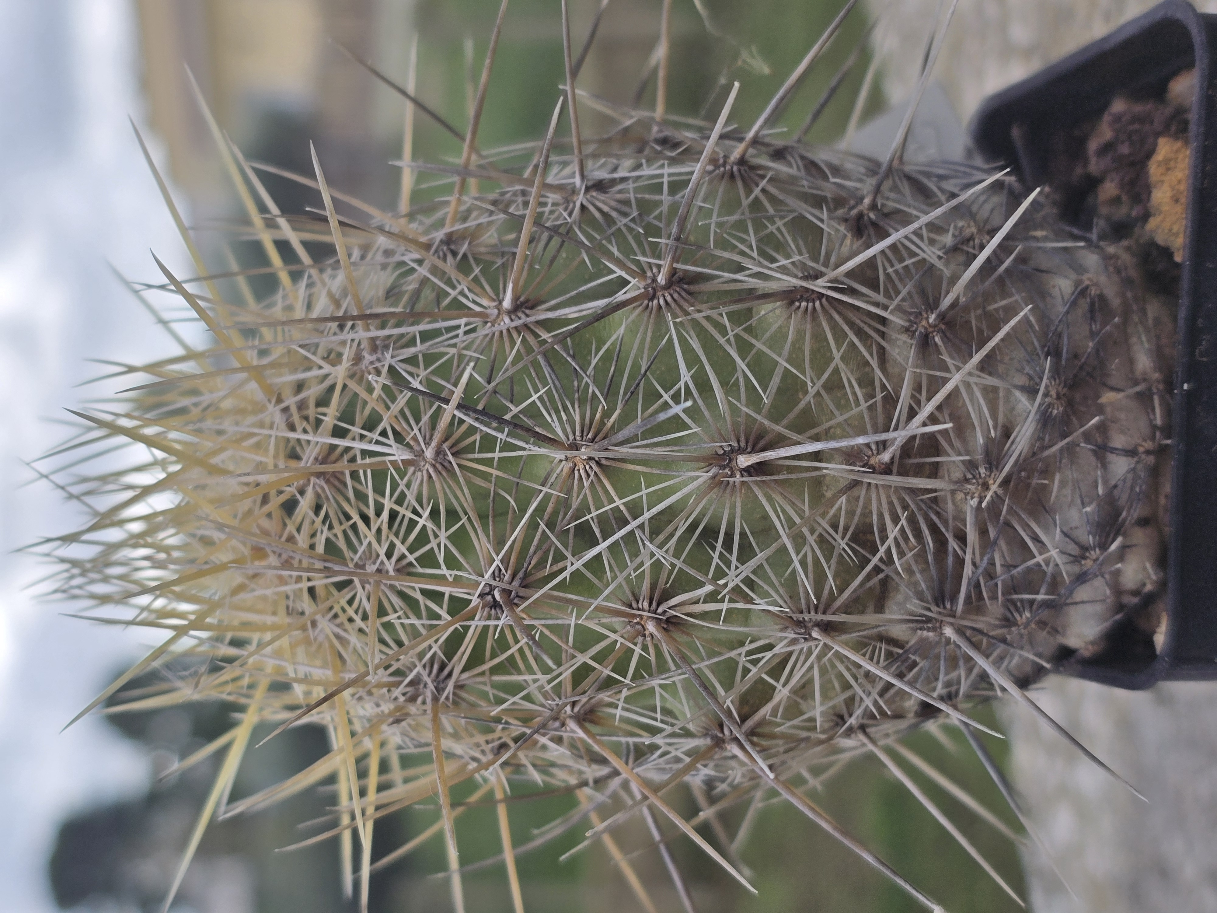 Thelocactus <br>bicolor bolansis