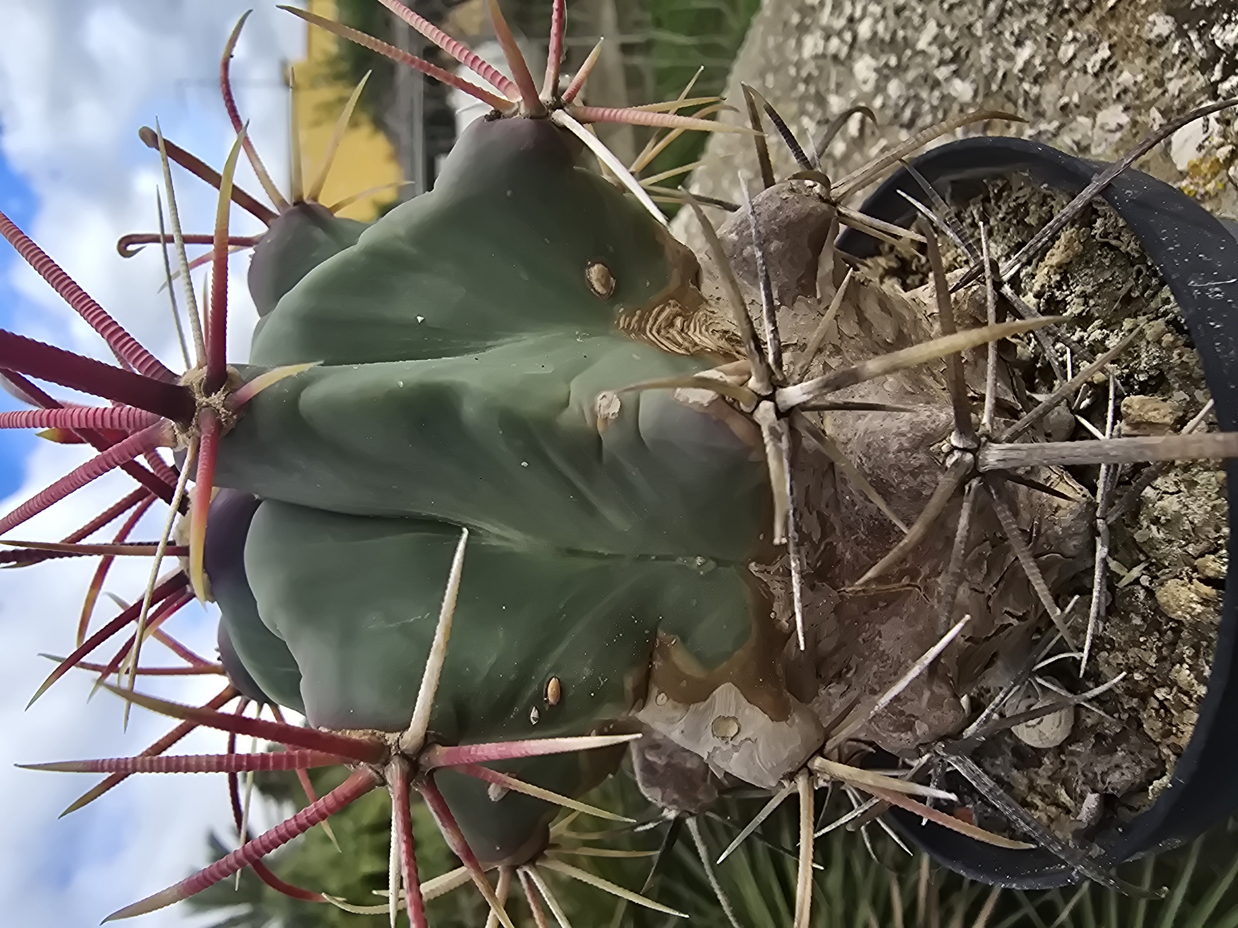 Ferocactus <br>sp 