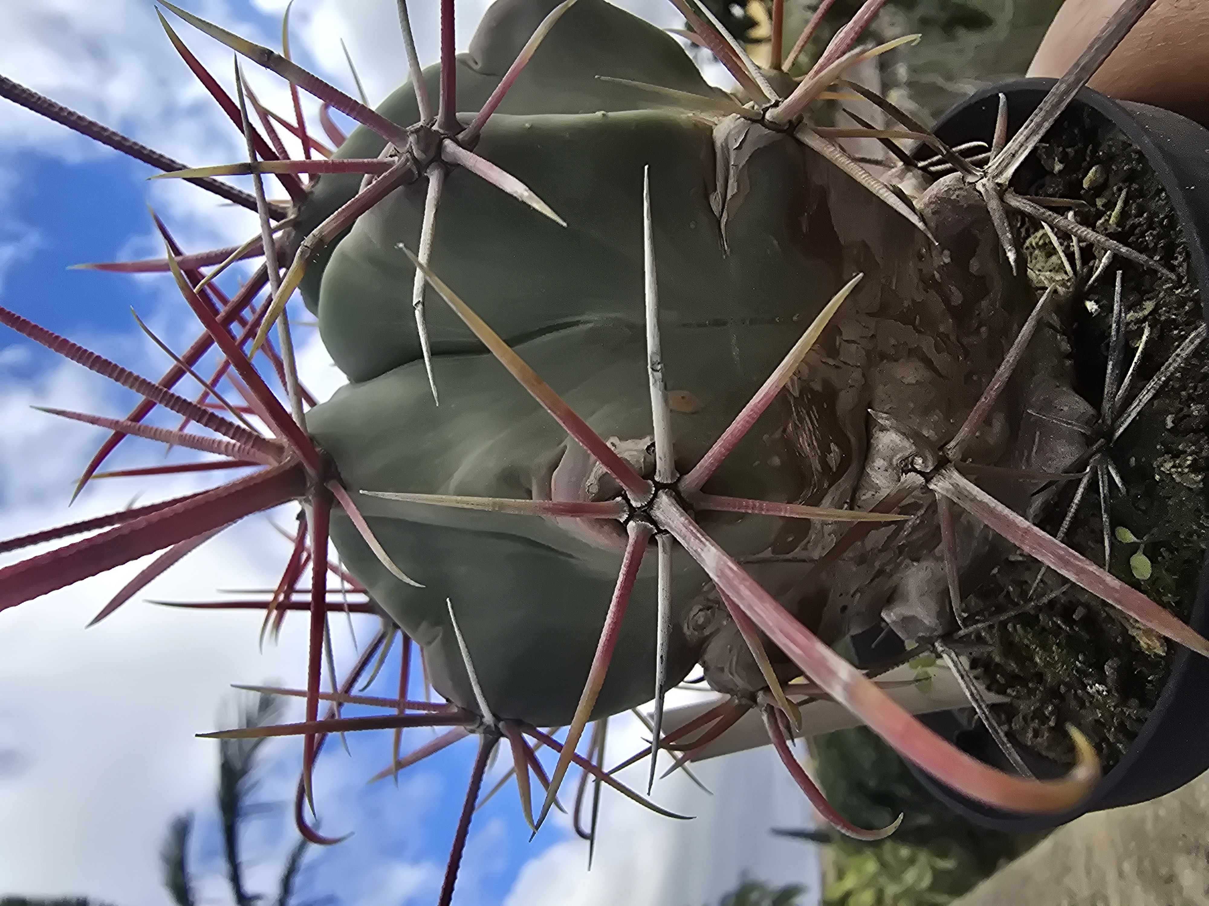 Ferocactus <br>sp