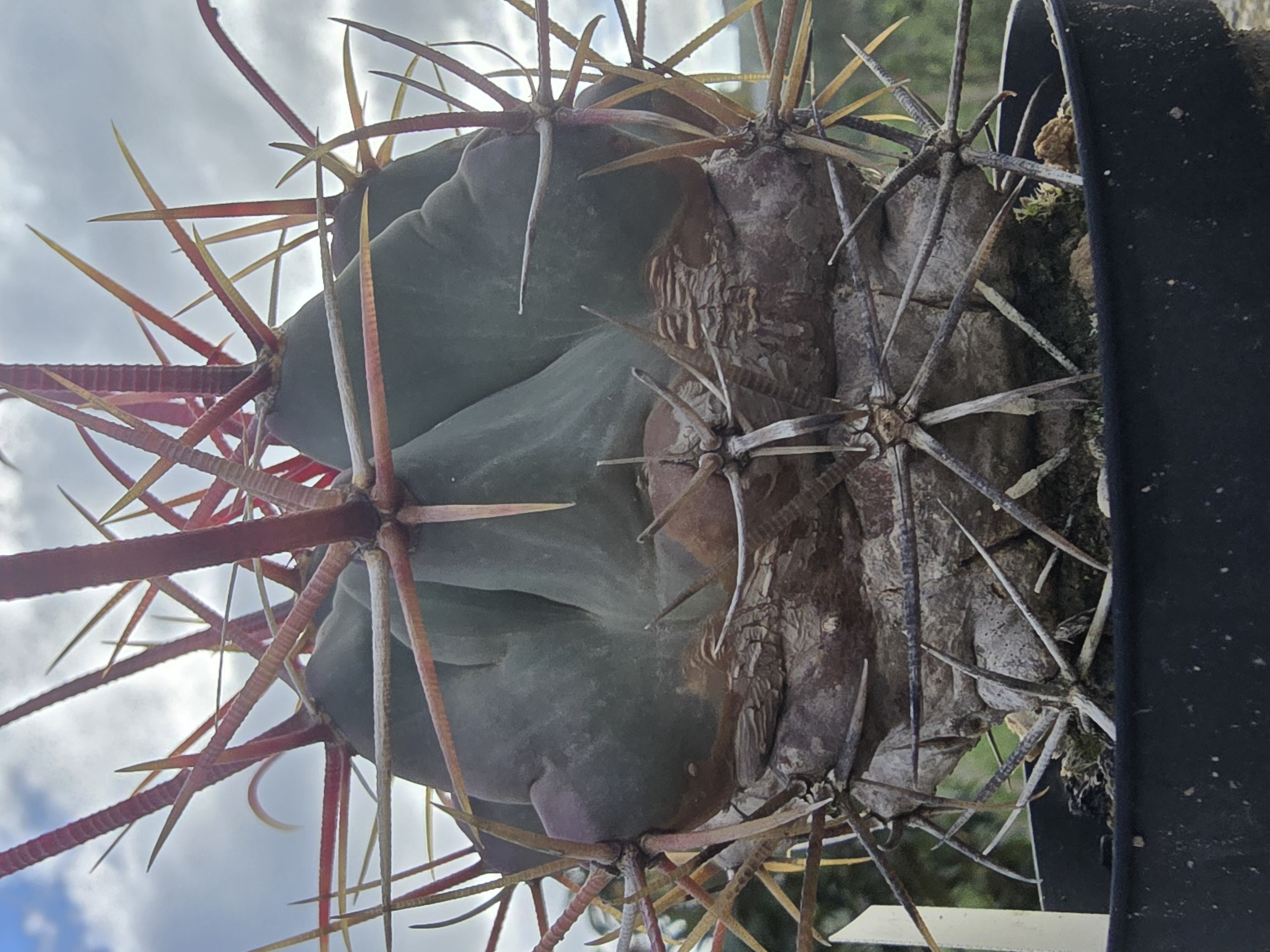 Ferocactus <br>sp