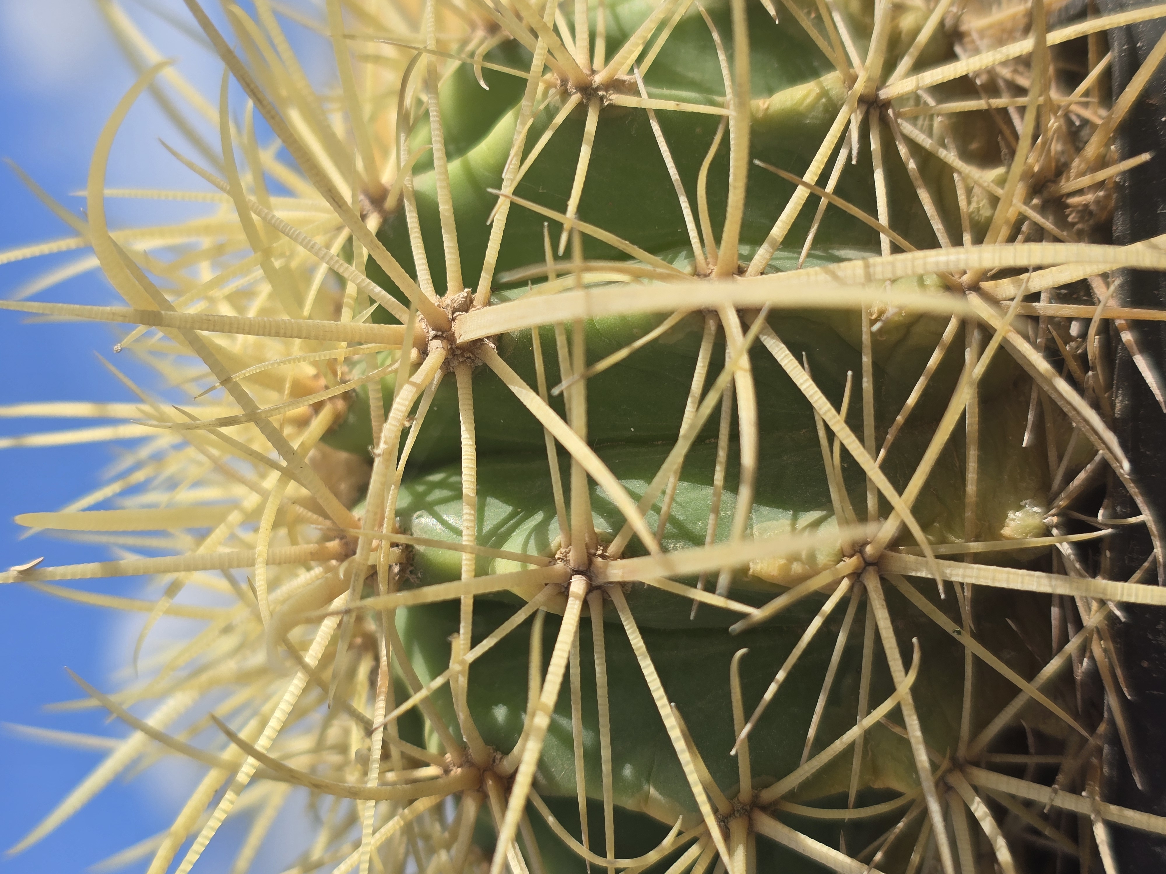 Echinocactus <br> hybrid 