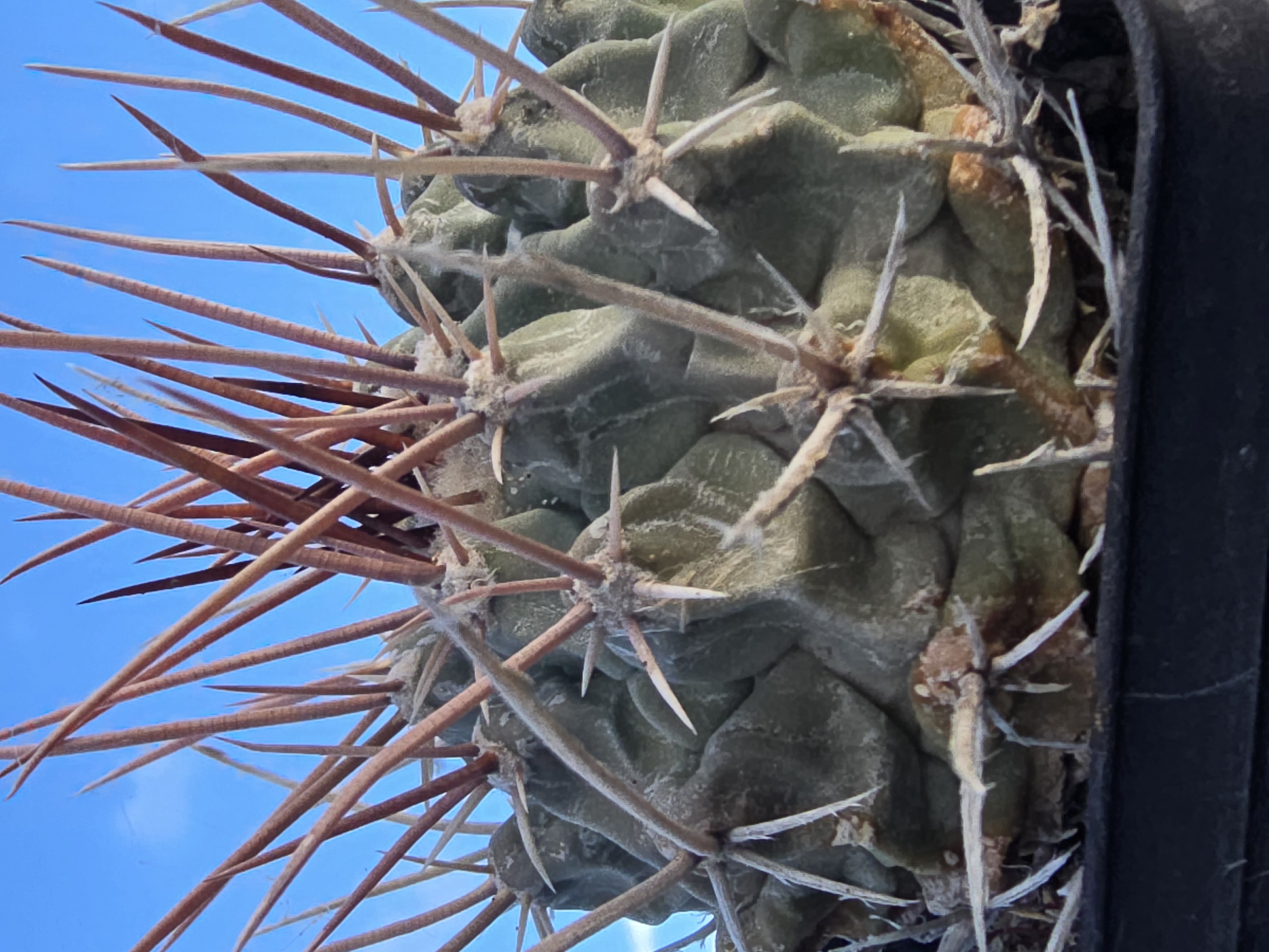 Thelocactus <br>rinconensis nidulans