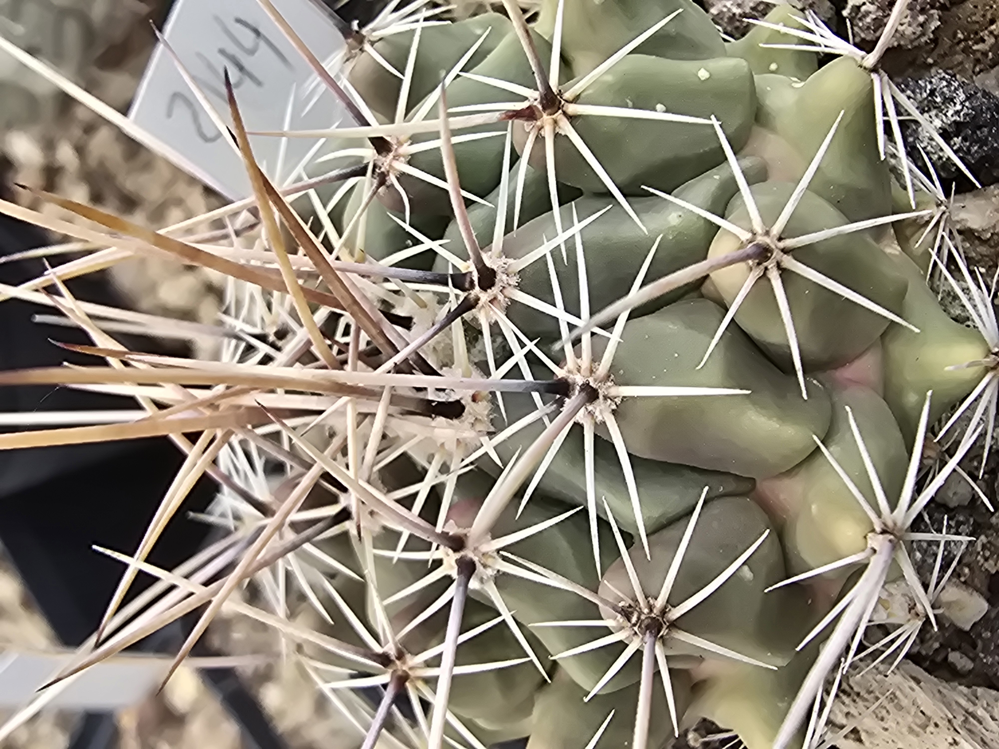 Thelocactus <br>hybrid x fero?