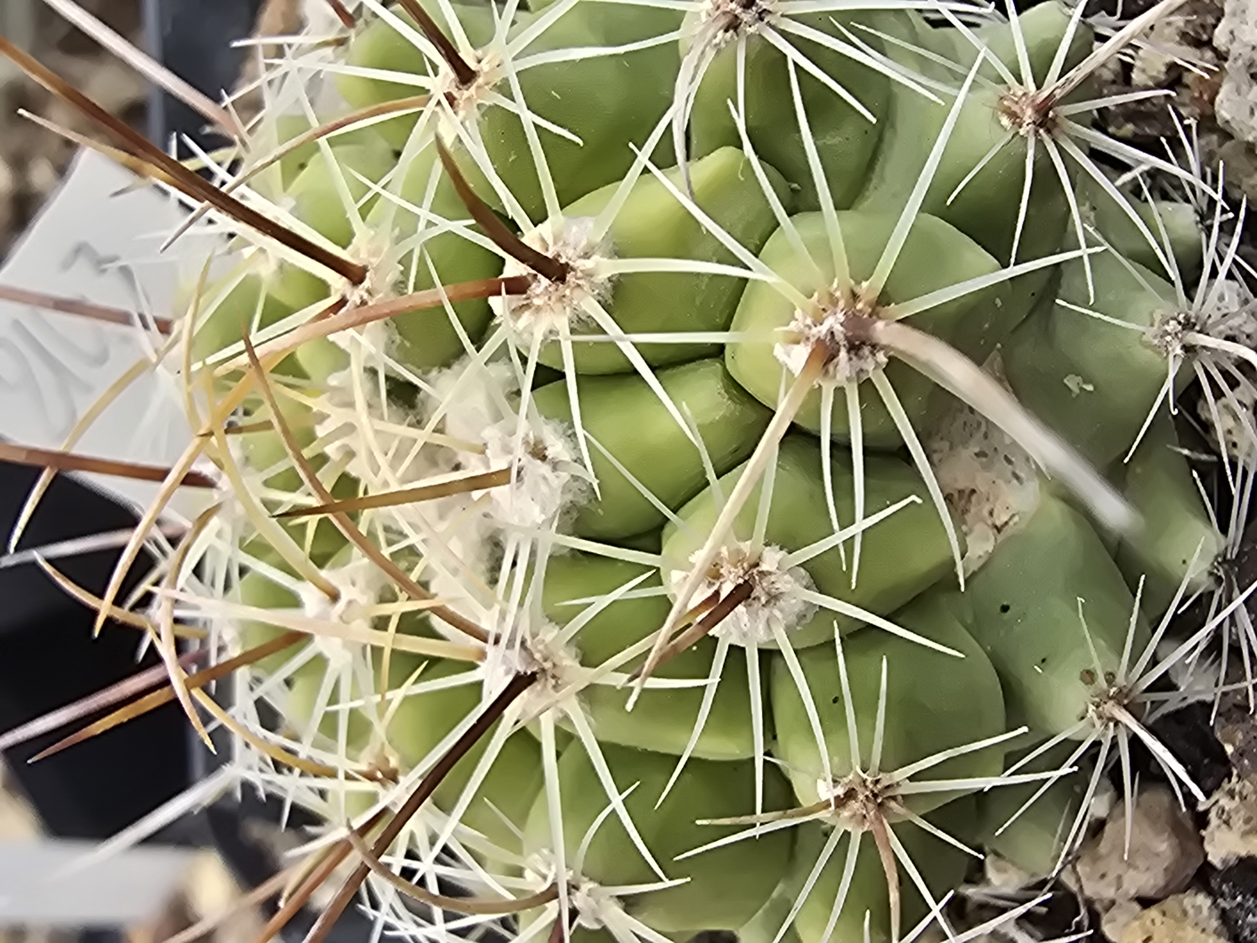 Thelocactus <br>hybrid x fero?