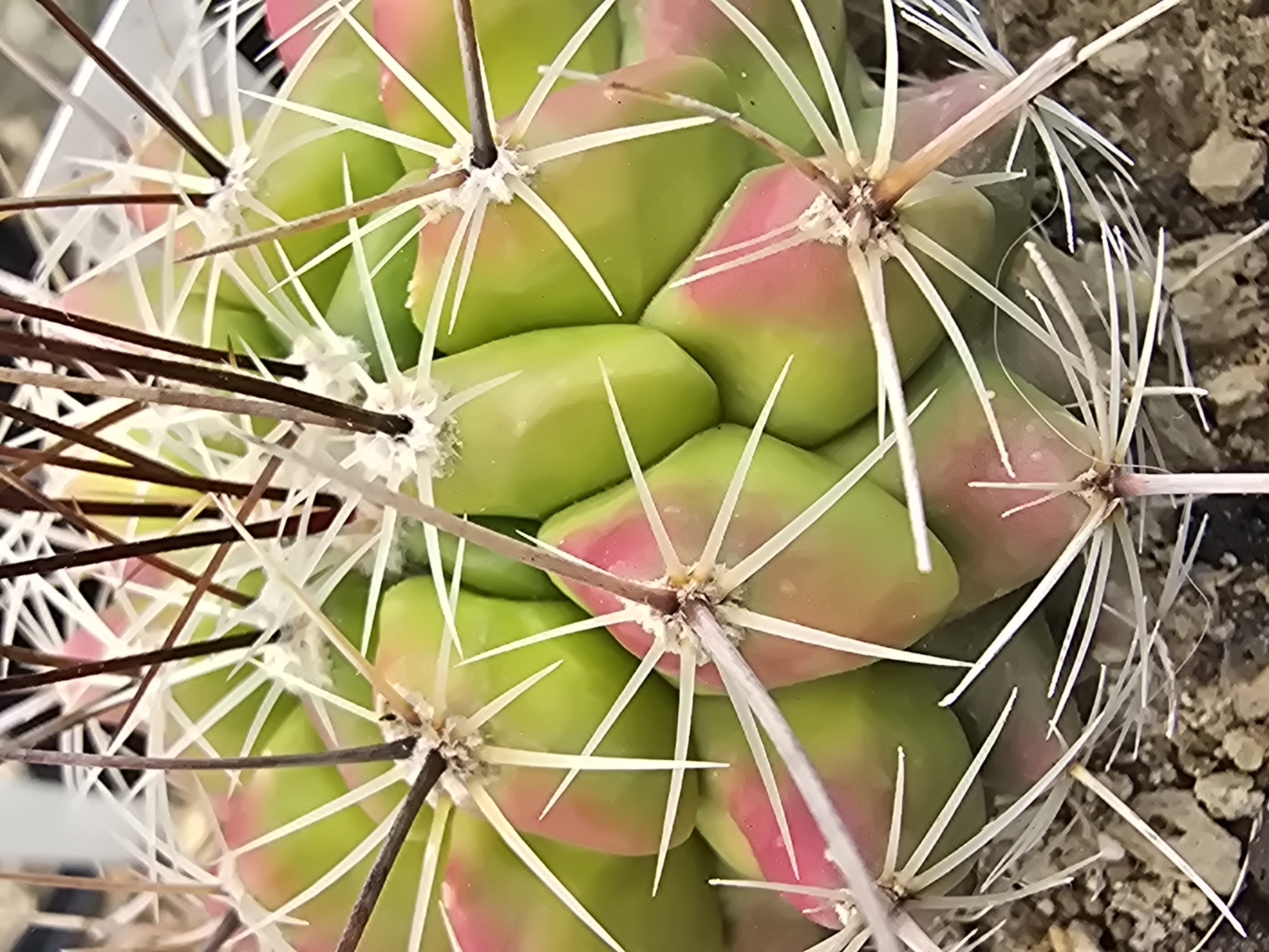 Thelocactus <br>hybrid x fero?