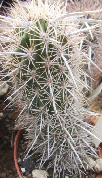 Machaerocereus  <br>eruca